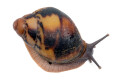 Archachatina marginata egregia Cameroon two-tone juvenil